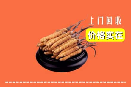 东莞莞城街回收冬虫夏草